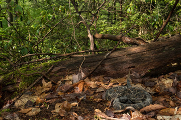 Black phase timber rattlesnake in ambush position - Crotalus horridus