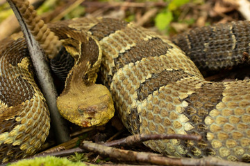 Obraz premium Timber rattlesnake showing symptoms of snake fungal disease - Crotalus horridus