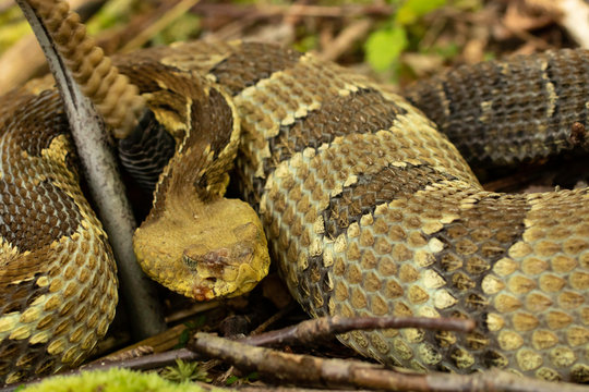 Timber rattlesnake showing symptoms of snake fungal disease - Crotalus horridus