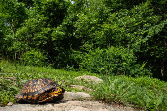 Eastern box turtle - Terrapene carolina carolina