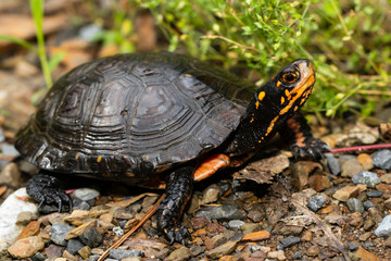 Close up of a spotted turtle - Clemmys insculpta