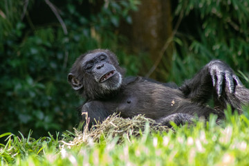 Adult chimpanzee