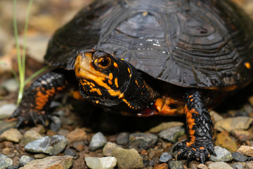 Close up of a spotted turtle - Clemmys insculpta