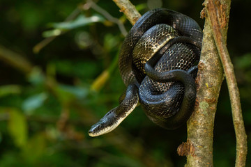 Eastern rat snake wrapped around a branch - Pantherophis alleghaniensis