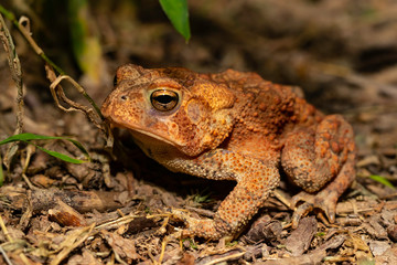 American toad - Bufo americanus