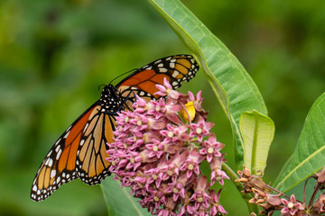 Monarch butterfly feeding on milkweed flowers - Danaus plexippus