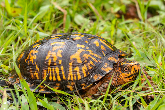 Eastern box turtle - Terrapene carolina carolina