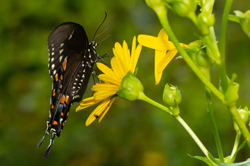 Spicebush swallowtail butterfly © Hamilton