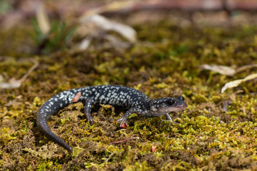 Slimy salamander on moss - Plethodon glutinosis