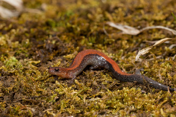 Redback salamander - Plethodon cinereus