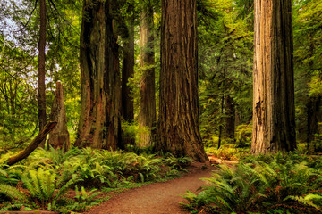 Sunlight In The Redwoods - obrazy, fototapety, plakaty