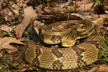 Timber rattlesnake - Crotalus horridus