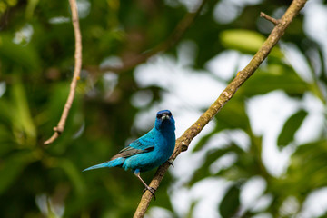 Male indigo bunting - Passerina cyanea