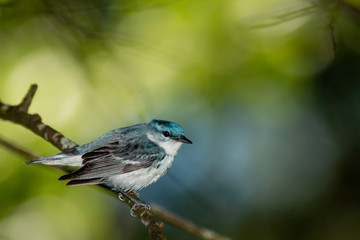 Male cerulean warbler - Setophaga cerulea