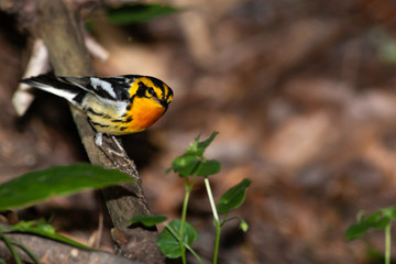 Blackburnian warbler - Setophaga fusca