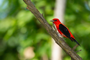 Scarlet tanager - Piranga olivacea