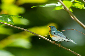 Beautiful northern parula warbler - Setophaga americana