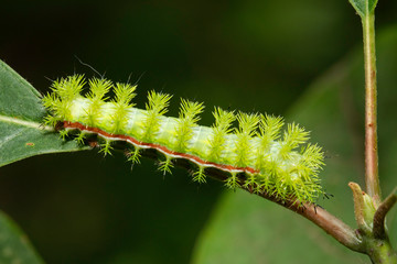 IO moth caterpillar - Automeris io