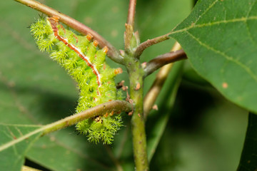 IO moth caterpillar - Automeris io