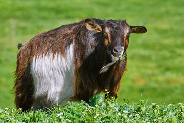 Goat Eating Grass