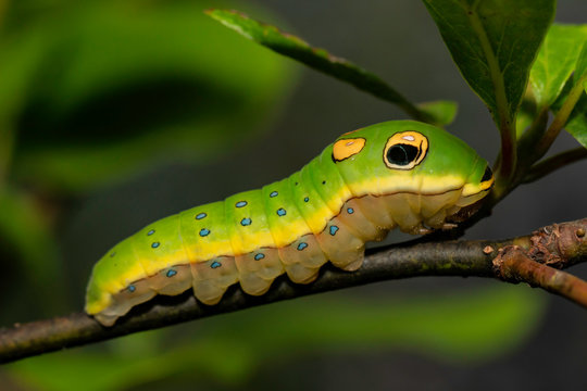 Spicebush swallowtail caterpillar snake mimic - Papilio troilus
