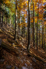 Colorful autumn alpine forest with rocky path to the top of Stadelwand peak, Alps, lower Austria