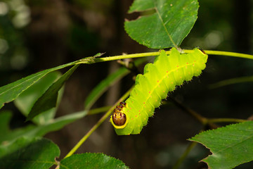 Luna moth caterpillar - Actias luna