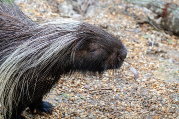 Large porcupine
