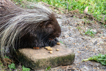 Large porcupine