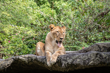 Large female lion