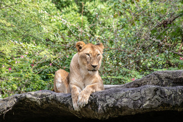 Fototapeta na wymiar Large female lion
