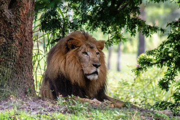 Large male lion