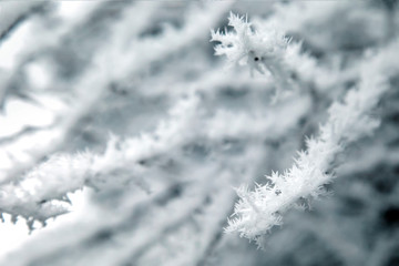 close-up snow covered tree branches. frost, blizzard, snowstorm