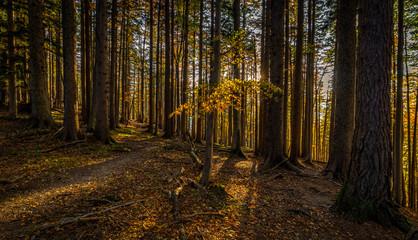 Fototapeta premium Autumn brown and yellow forest full on fallen leaves on the way up to Stadelwand summit, Schneeberg, Alpen, lower Austria