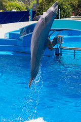 Delfino