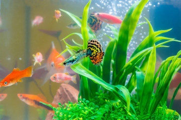 Little fish in fish tank or aquarium, gold fish, guppy and red fish, fancy carp with green plant, underwater life.