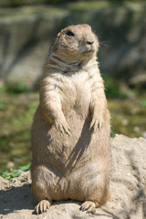 The European ground squirrel (Spermophilus citellus), also known as the European souslik.