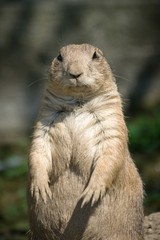 The European ground squirrel (Spermophilus citellus), also known as the European souslik.