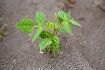 Planta de porotos
