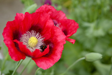 A bumble bee on inside a red poppy flower 