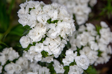 White sweet william growing in a garden bed, provides a wonderful fragrance 