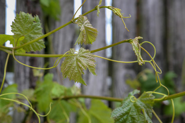Grape vine tendrils grow and reach out looking for support to attach to 