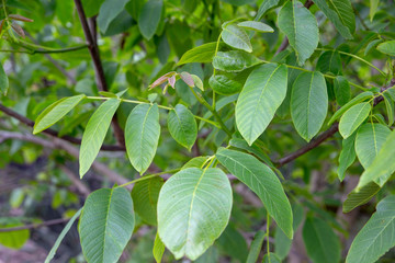Fototapeta na wymiar Close-up of a young walnut tree's new season spring leaves