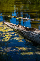 Decaying log floating in pond