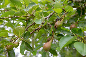 Young unripe pears growing on a pear tree in an organic garden in New Zealand