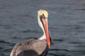 pelican with orange beak on the dock 
