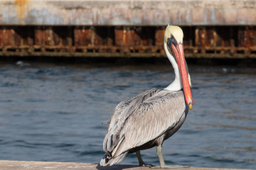 pelican with orange beak on the dock 