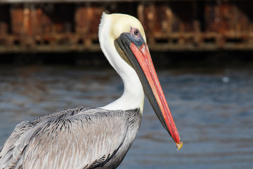 pelican with orange beak on the dock 