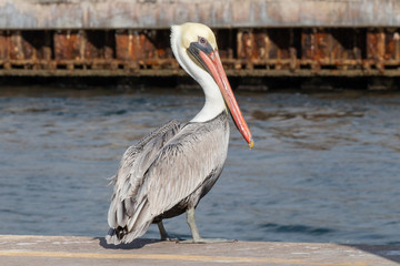 pelican with orange beak on the dock 