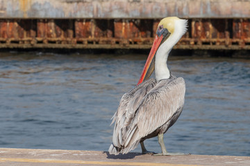 pelican with orange beak on the dock